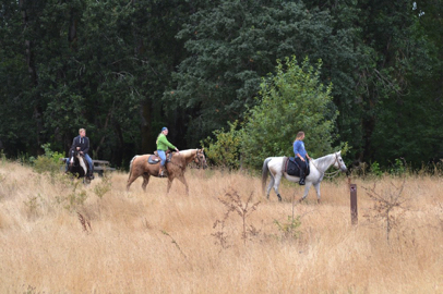 Equestrian trail with horses